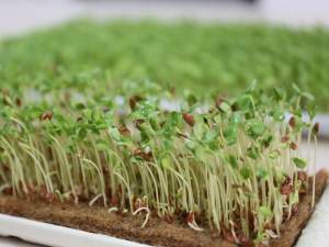 «Коврик джутовый для выращивания микрозелени 11*16*1см (10шт)» - фото 1