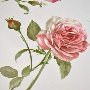 «Клеенка столовая DEKORAMA 140см*20м "Розы на белом"» - фото 1